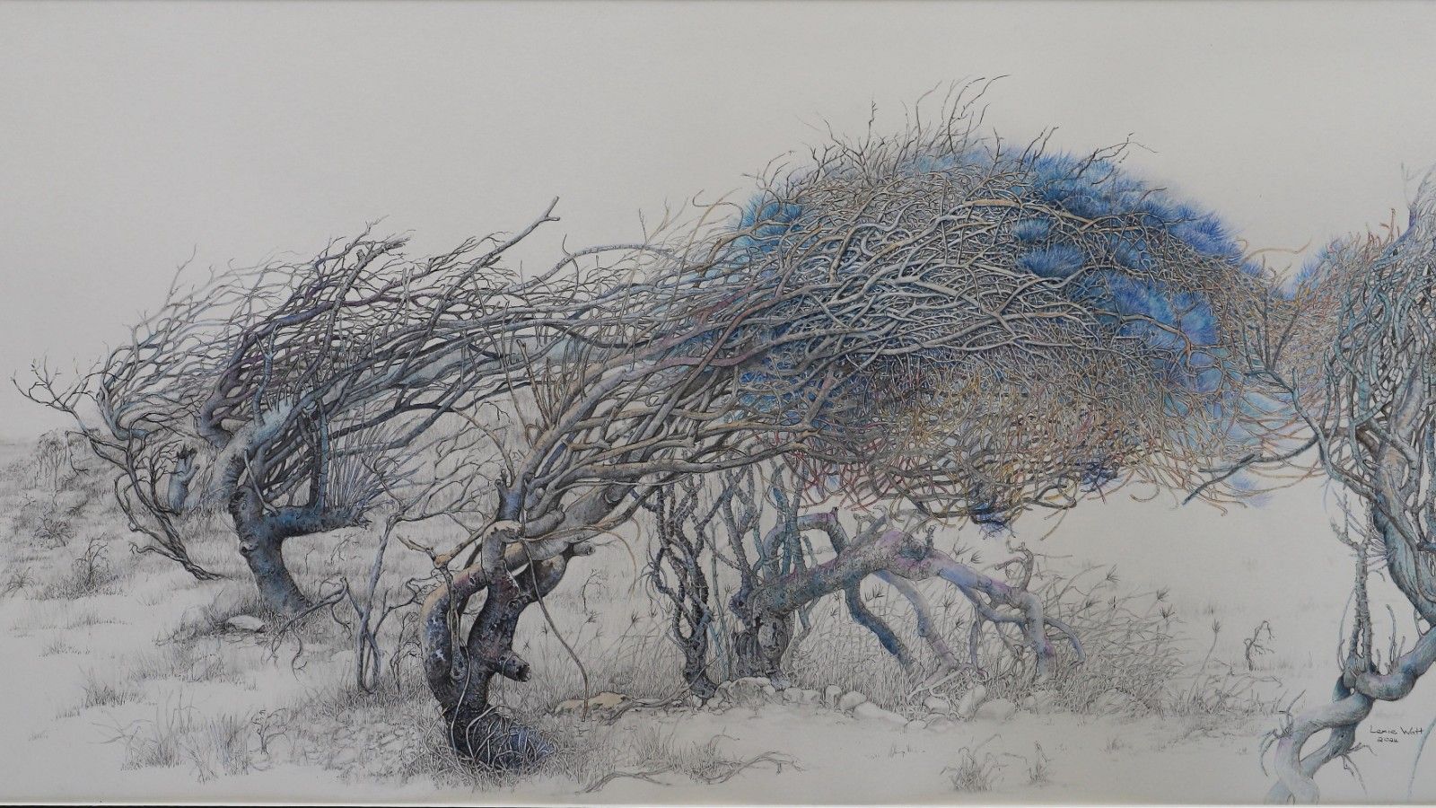 Graphite pencil, watercolour artwork by Lexie Watt titled Windblown trees Bombo Headland banner image