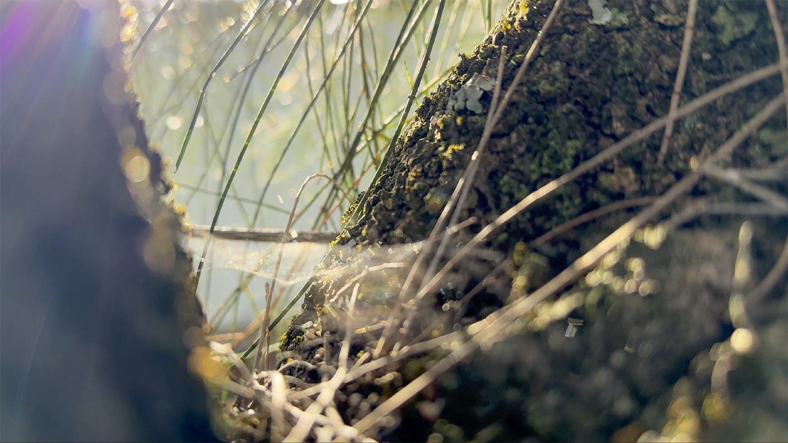 Still capture by Kim Goldsmith showing a closeup of tree trunk and pine needles. banner image