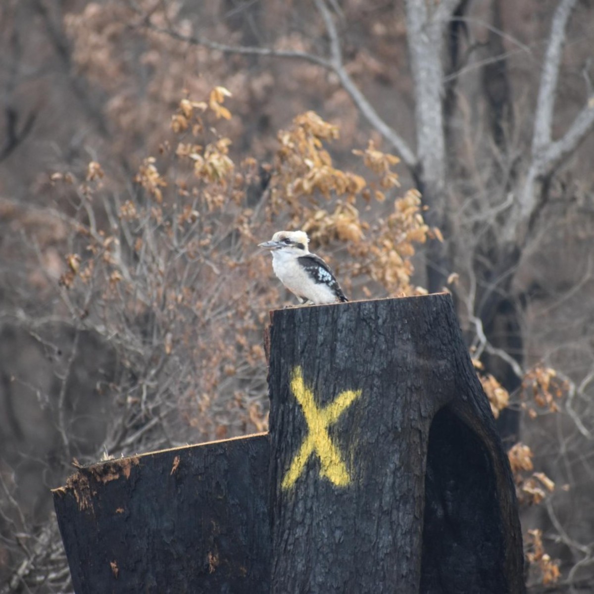 Image 6. Laughing kookaburra sitting on stump.