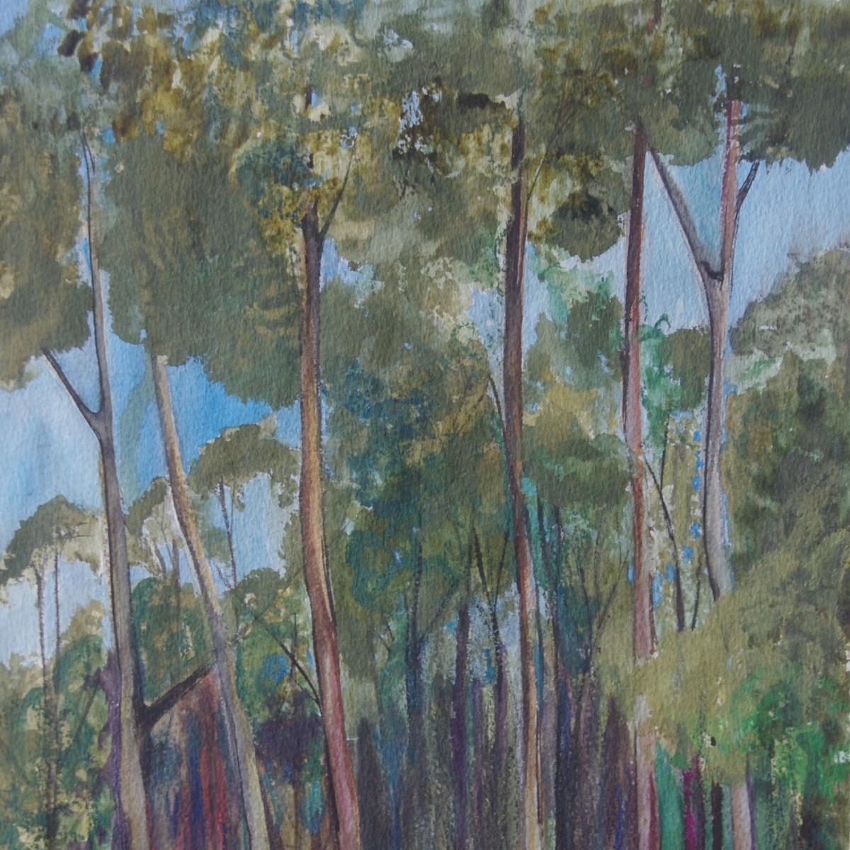 Image Nubeena Trees, Tasman Peninsula,Turrakana 2024. Watercolour Size 55 x 45cm