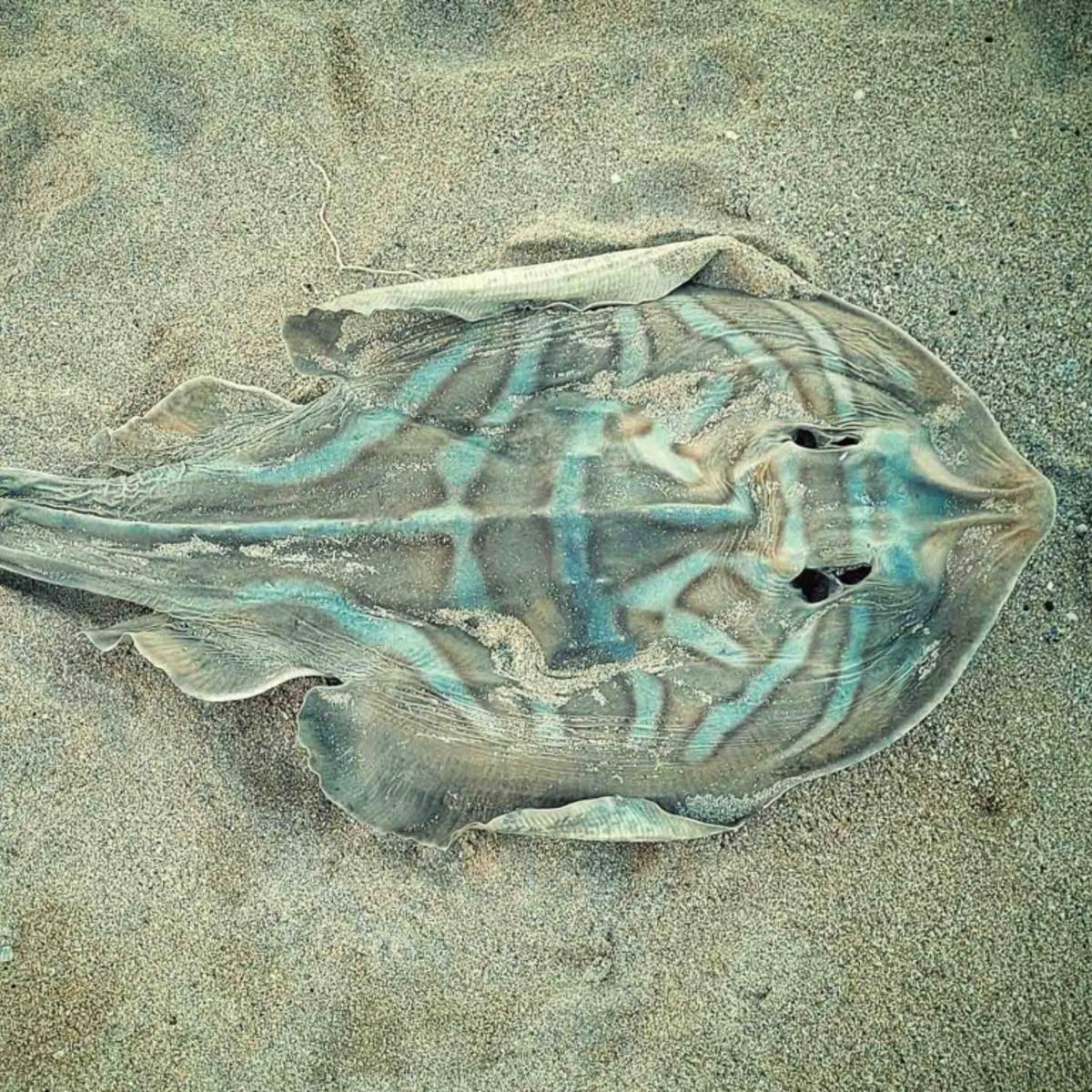 Image Photoprint by Di Clark titled Dead Banjo Ray.