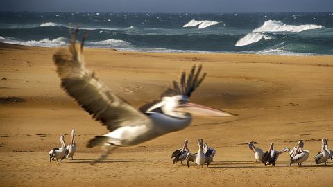 Image by Heide Smith titled Lift off at Tuross Coila Beach.