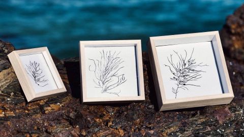 Photo of framed seaweed art.