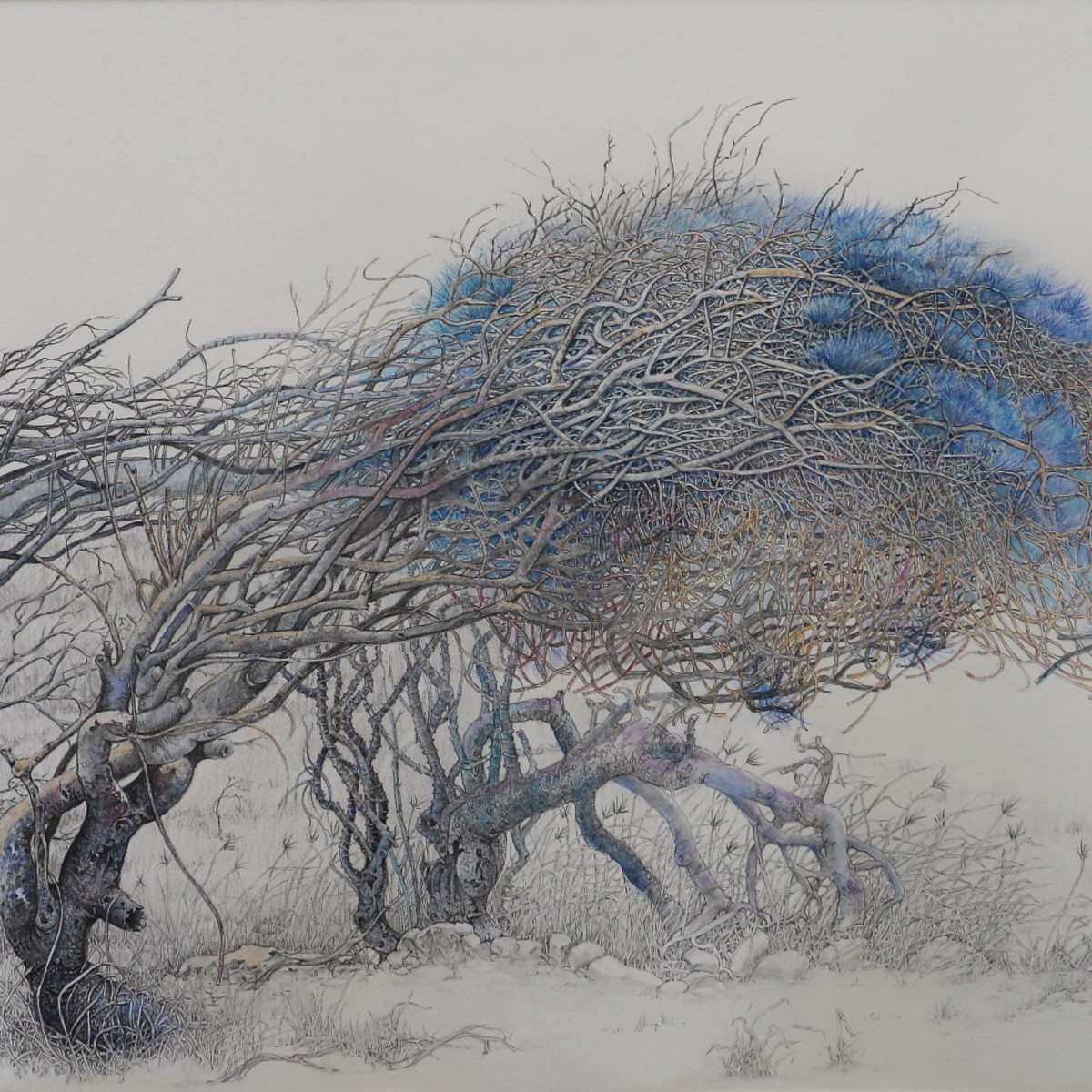 Image 2024 Winner Basil Sellers Art Prize Lexie-Watt-Windblown-trees-Bombo-Headland.